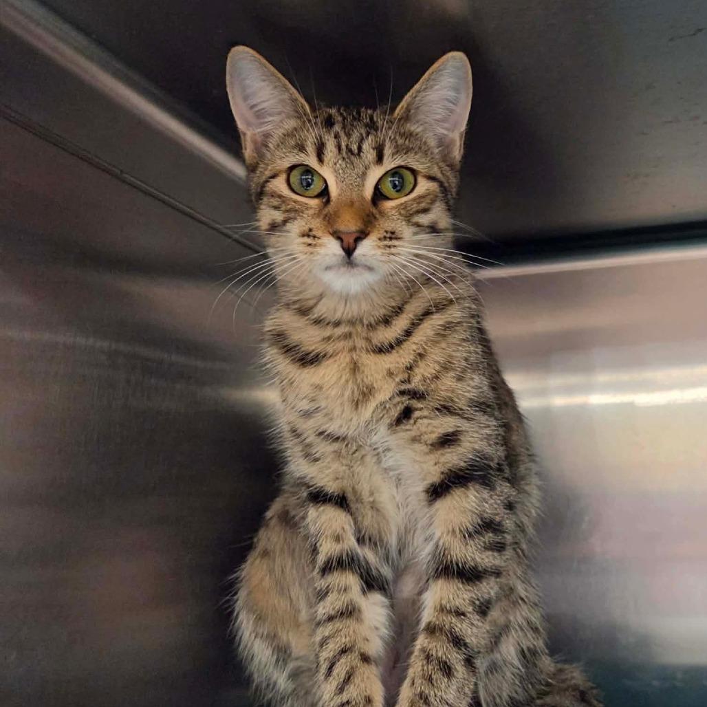 Mitzi