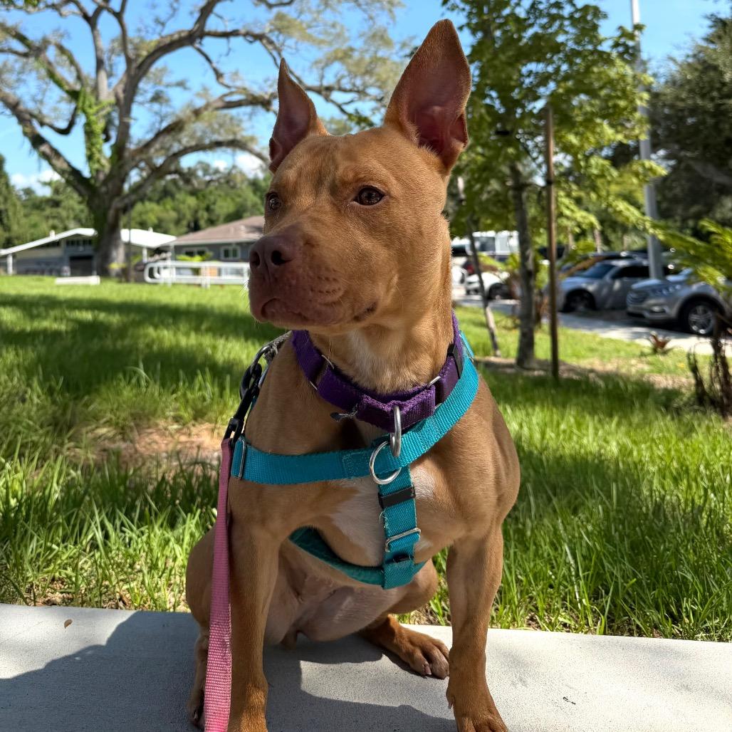 Roxy