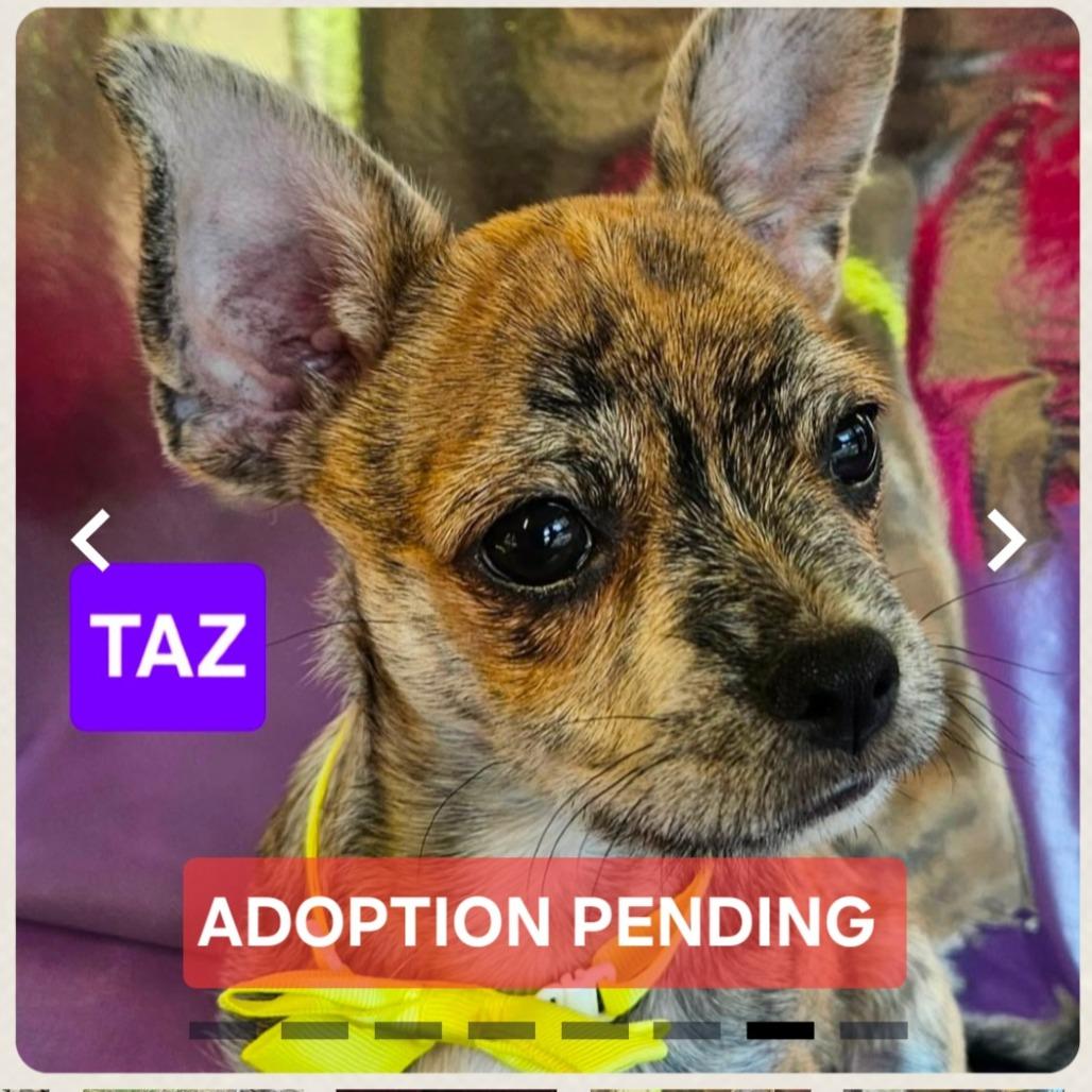 Taz