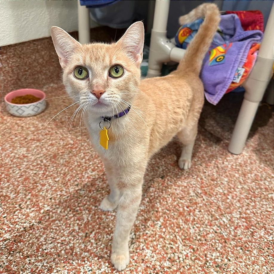 Stormy-In foster