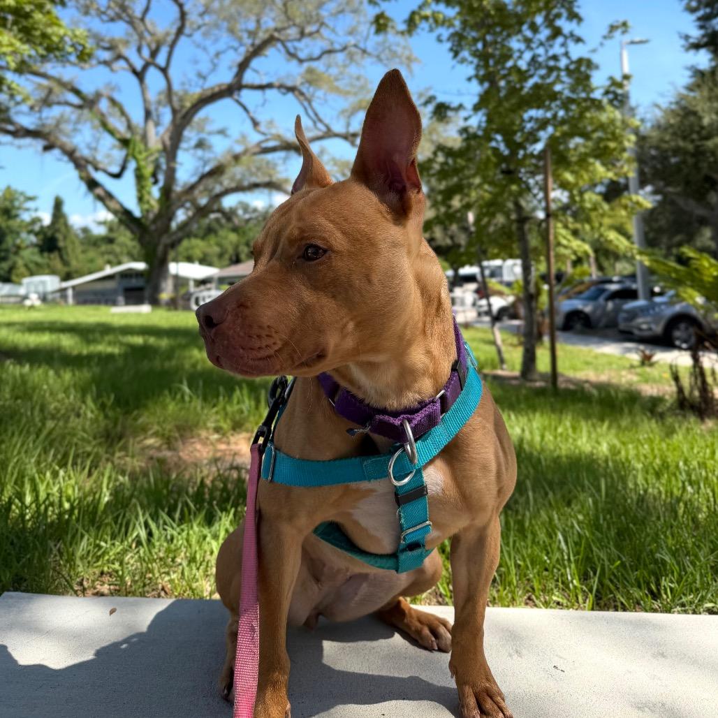 Roxy