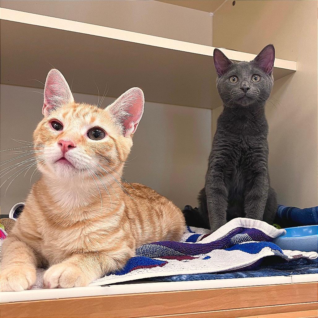Mr Fuzz & Remy