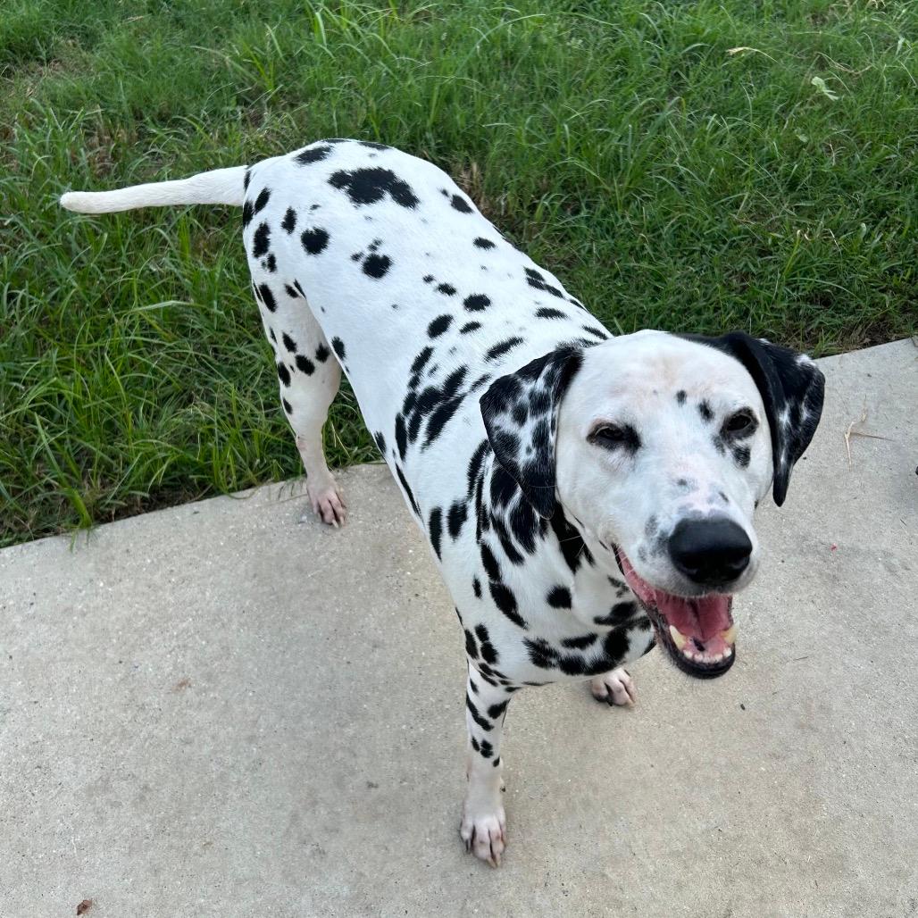Murphy (Benefactor Dog)