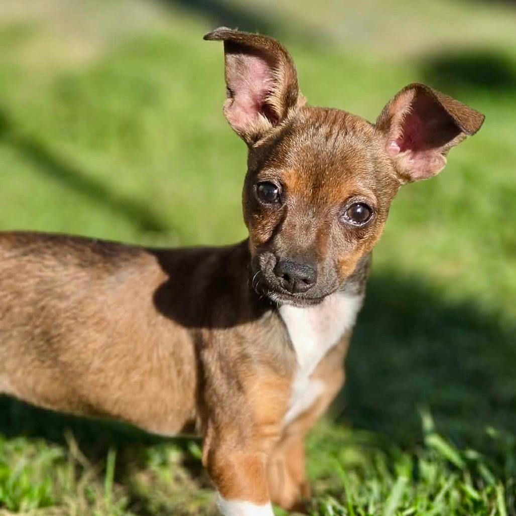 Peanut