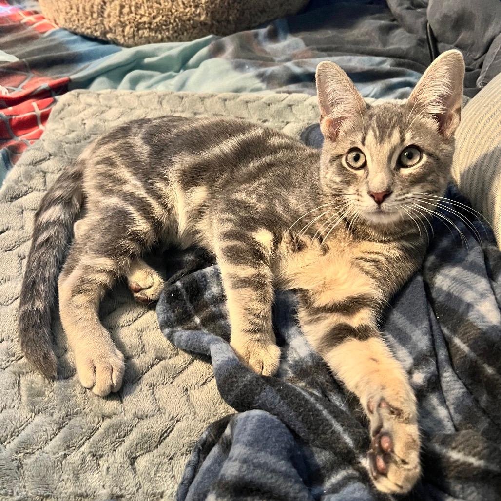 Cosmo 