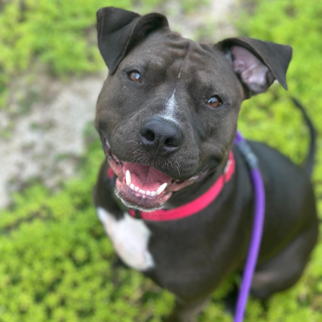 Kali