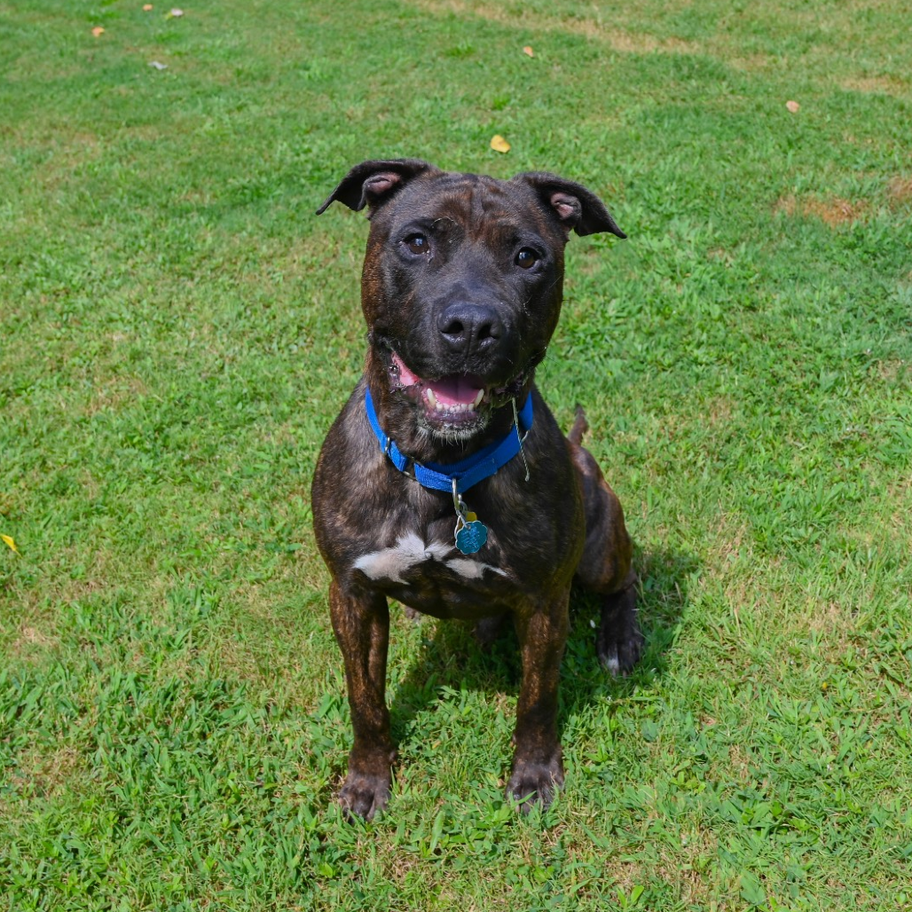 Niko
