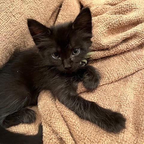 Artemis (green)
