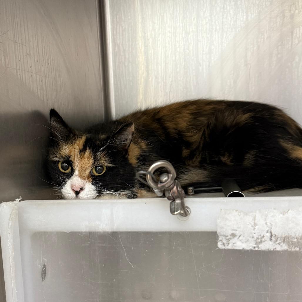 Soleil-TNR? might calm down 