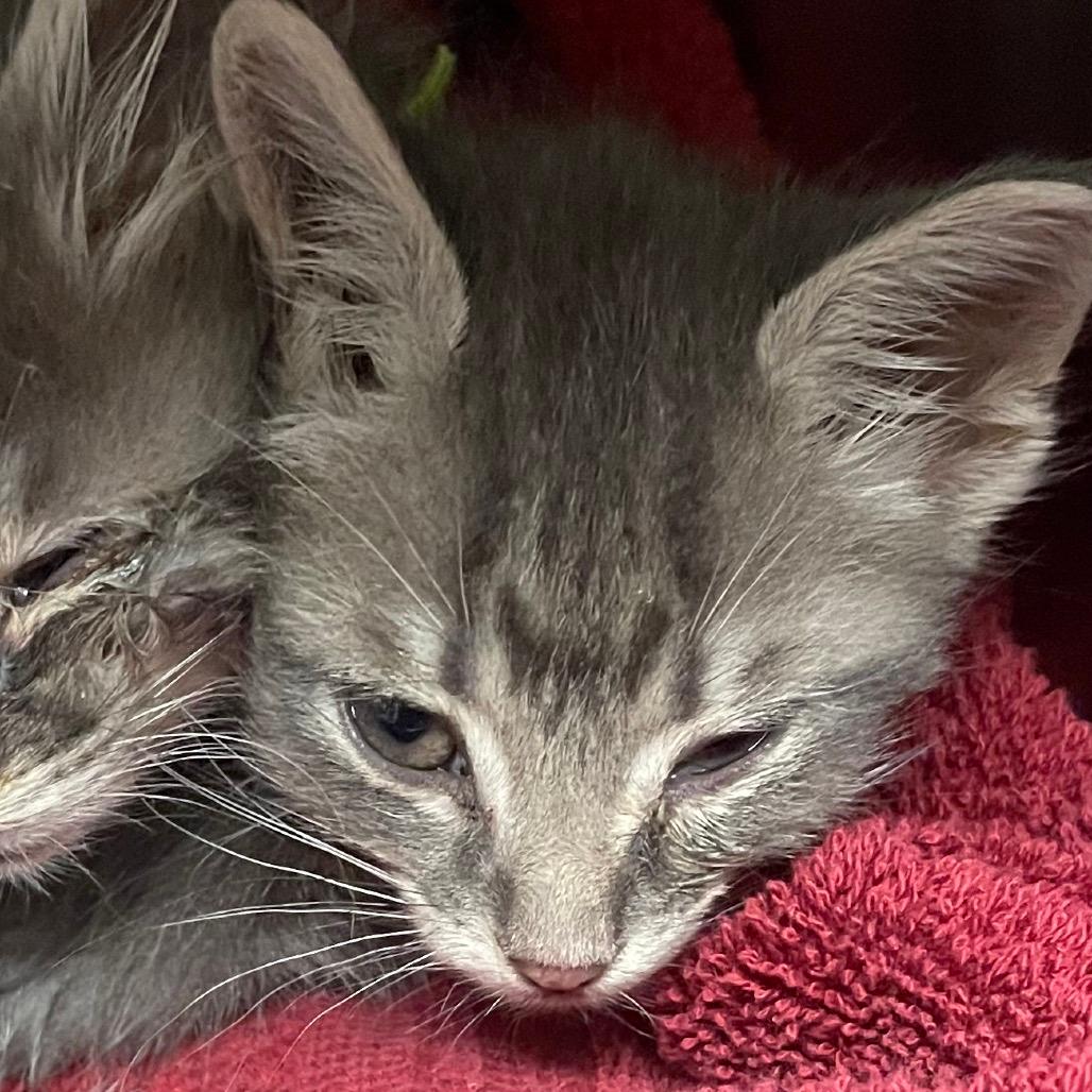 Grigio (yellow collar)