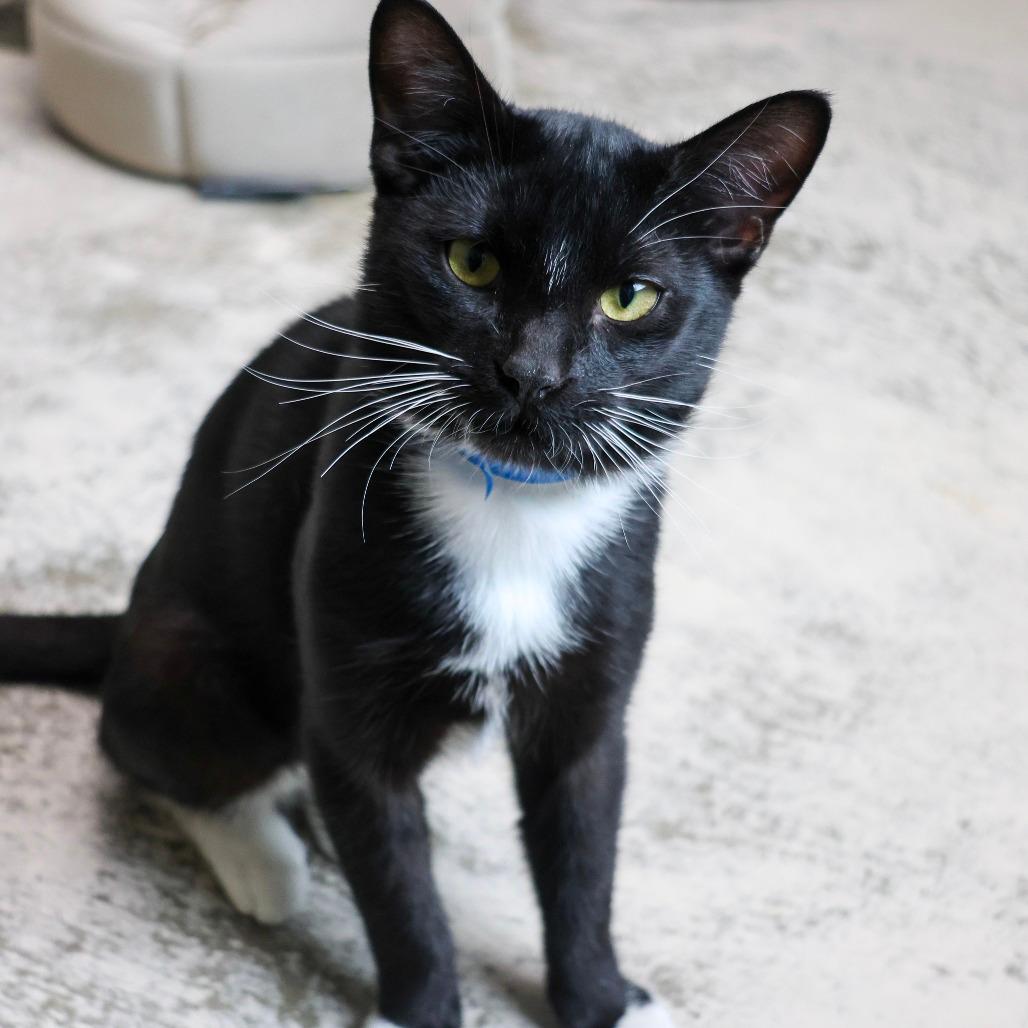 Oreo