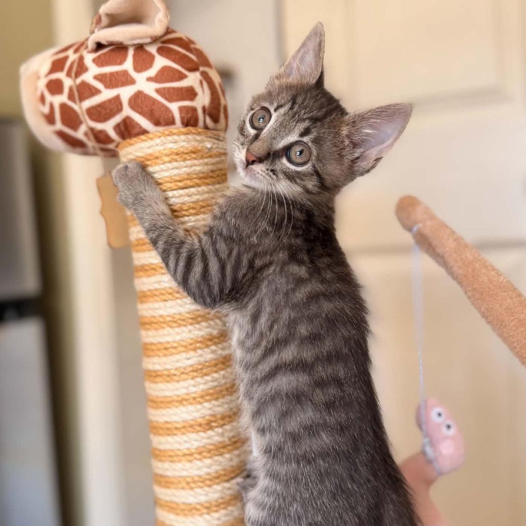 Darling Tigger