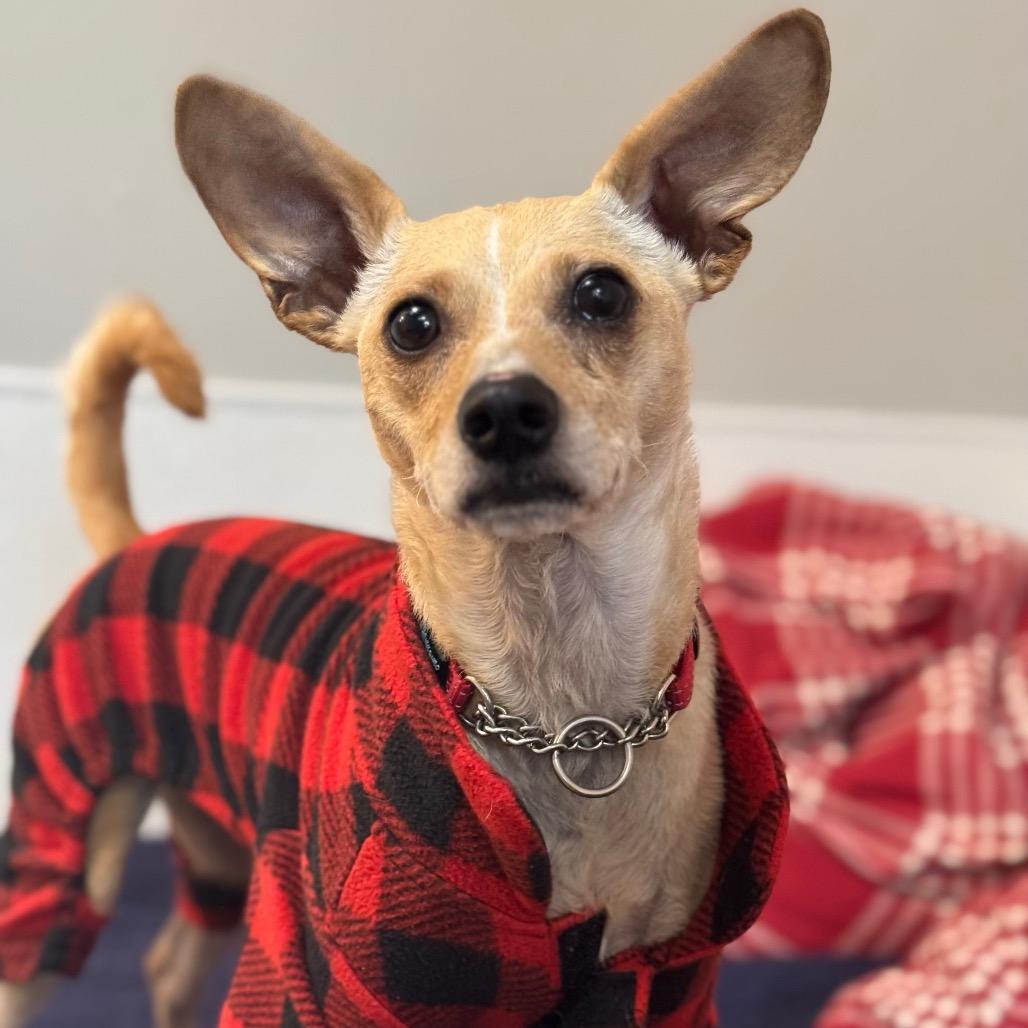 Aries (Reduced Adoption Fee) 