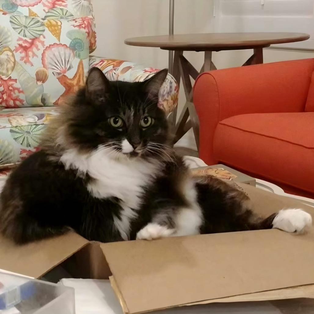 Gayla (aka Bella)