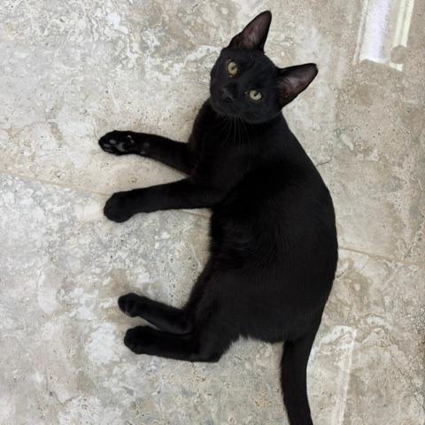 Ninja