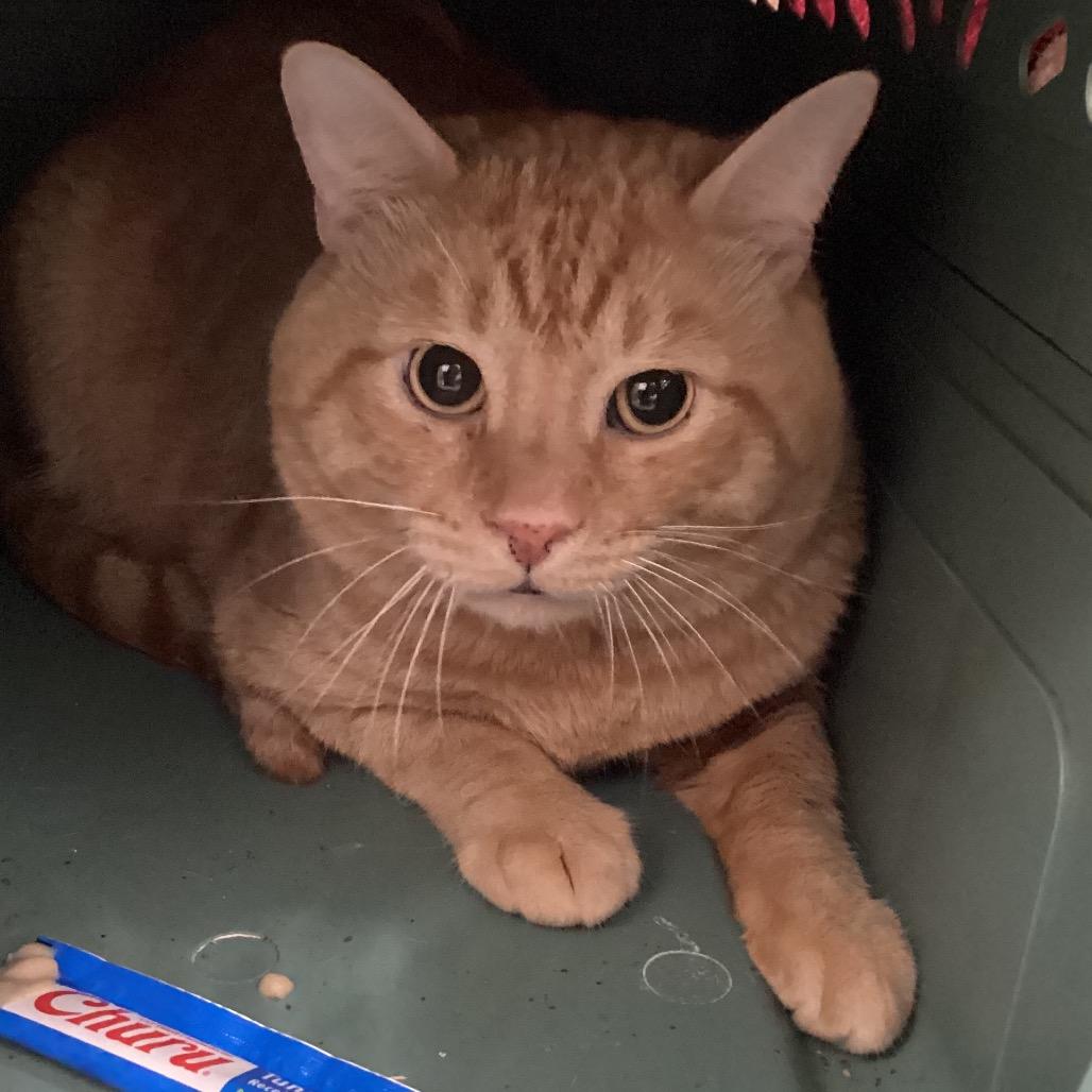 Mr. Kitty