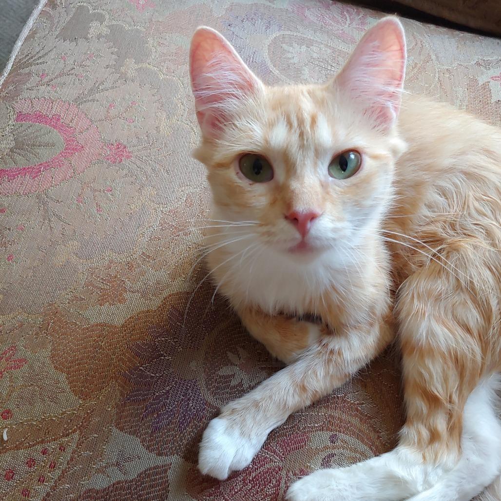 Bacon *Bonded with Eggs* Avail by Appt