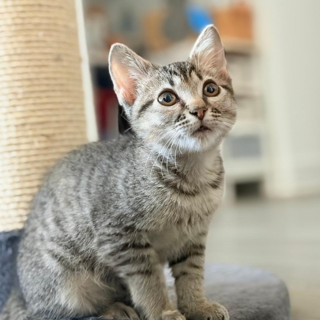 Willow