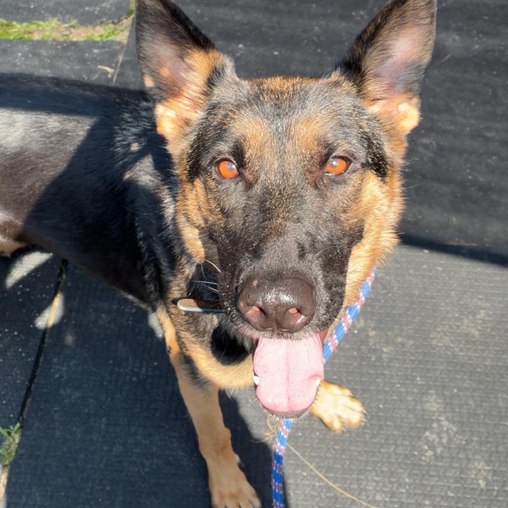 Eve (Breed Experience Required)