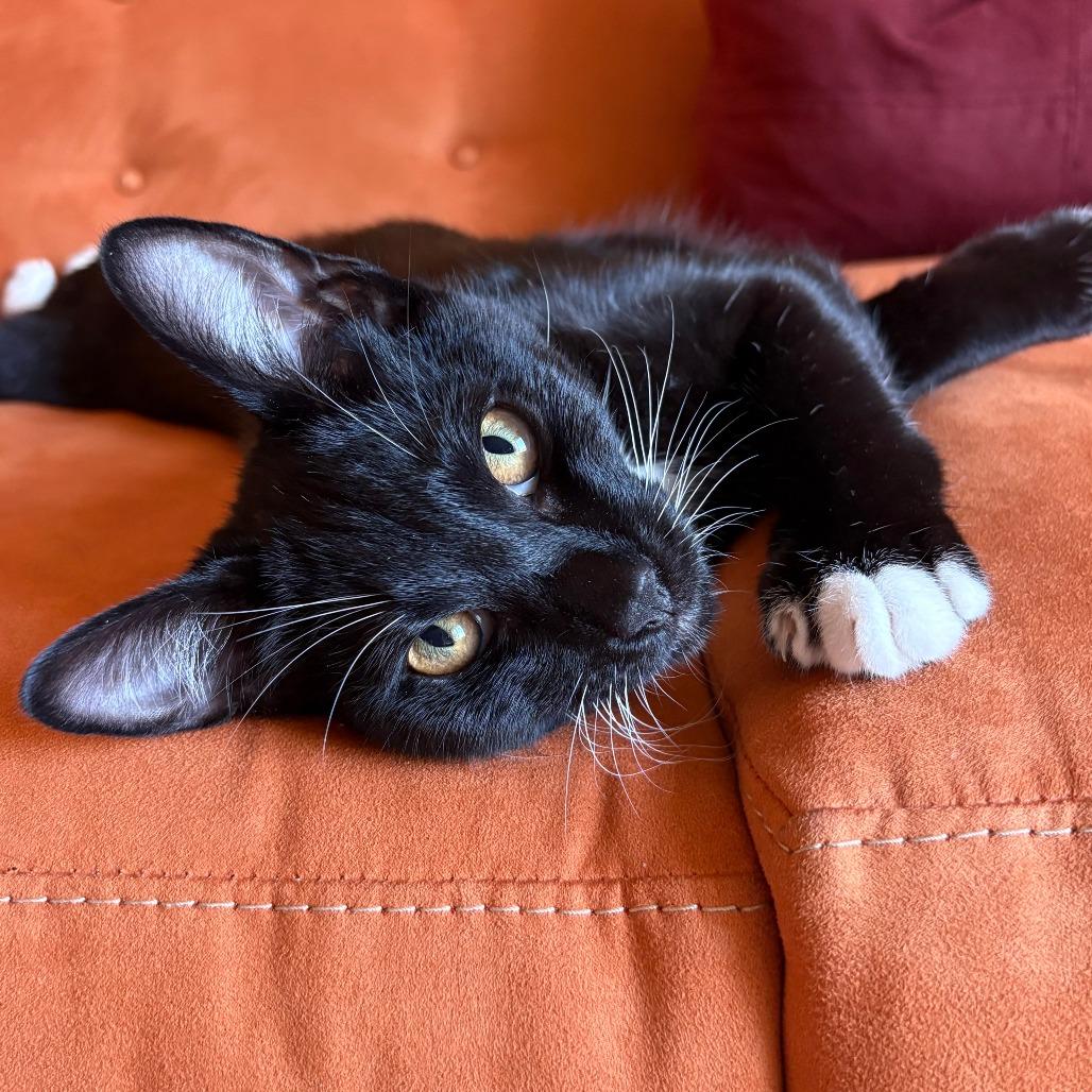 Niko