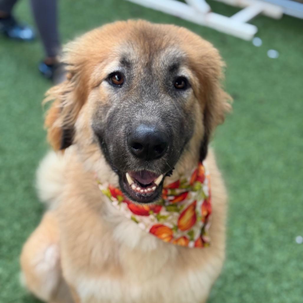 Bali (Reduced Adoption Fee)