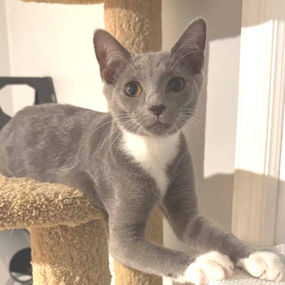 Sophia