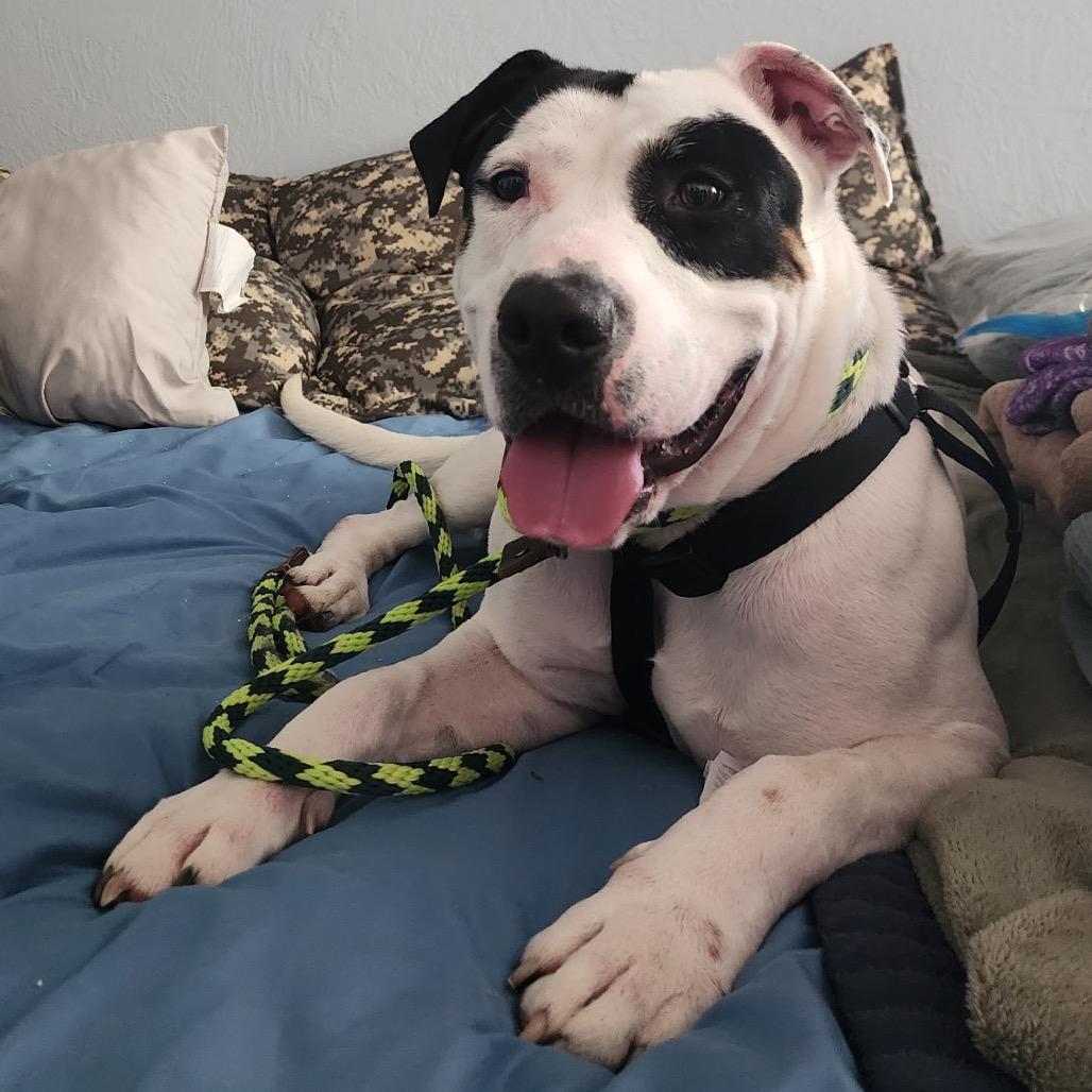 Petey 