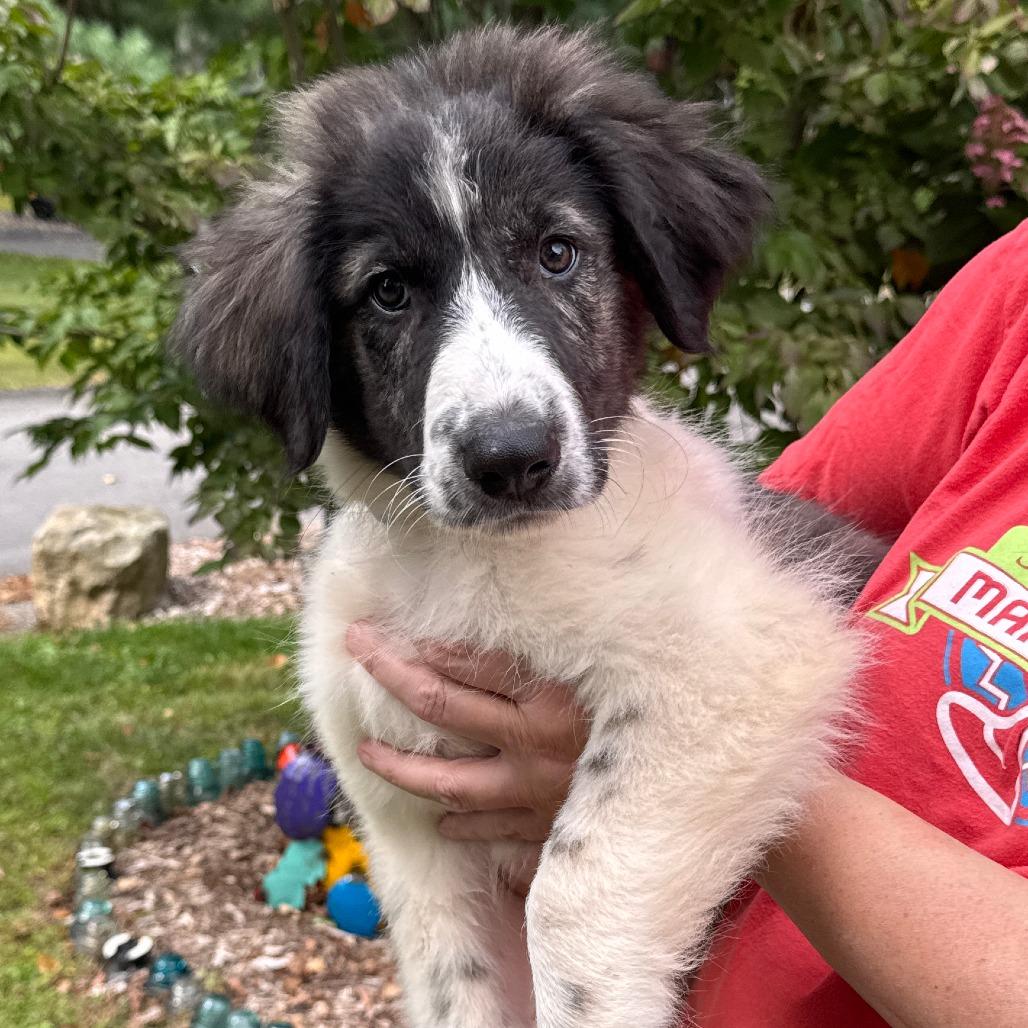 NY Pico (Foster in Stormville)