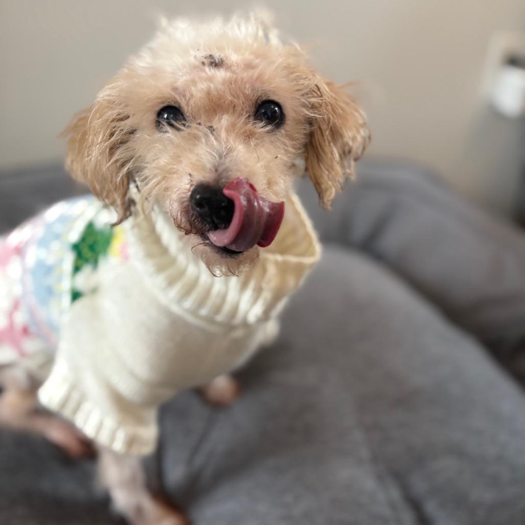 Fonzie