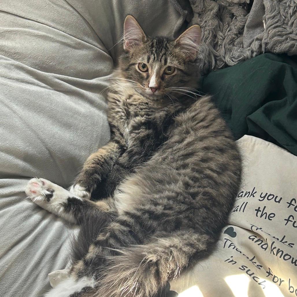 Jonas