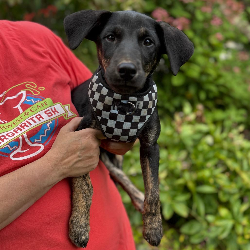 NY Pablano (Foster in Stormville)