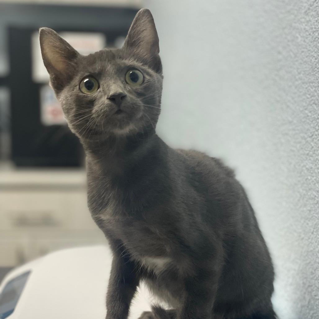 Oliver