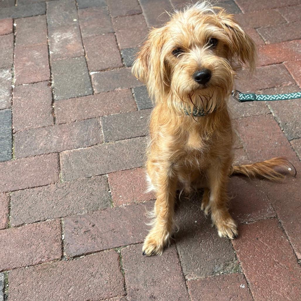 Teddy (Valor)