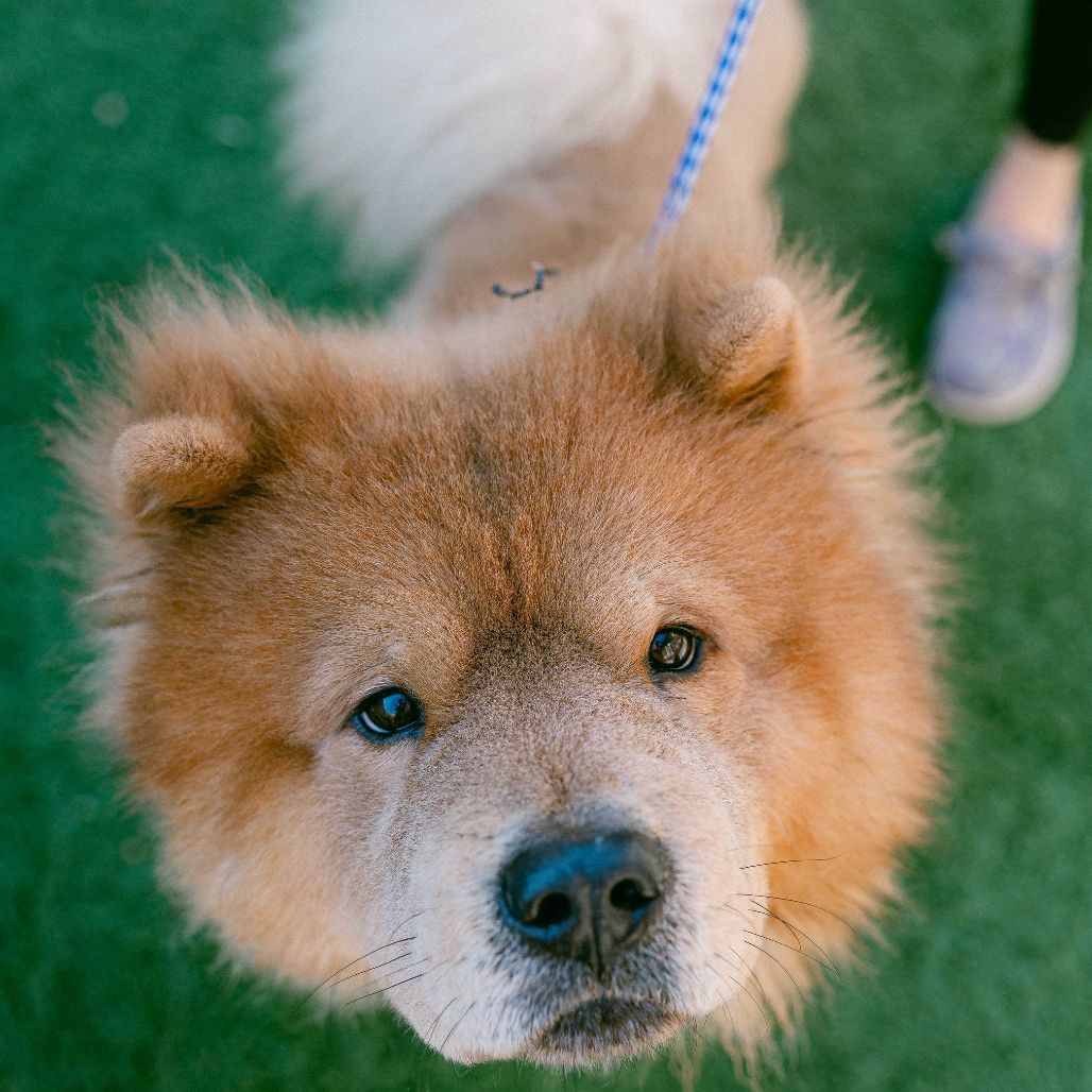 Dakota (Benefactor Dog)