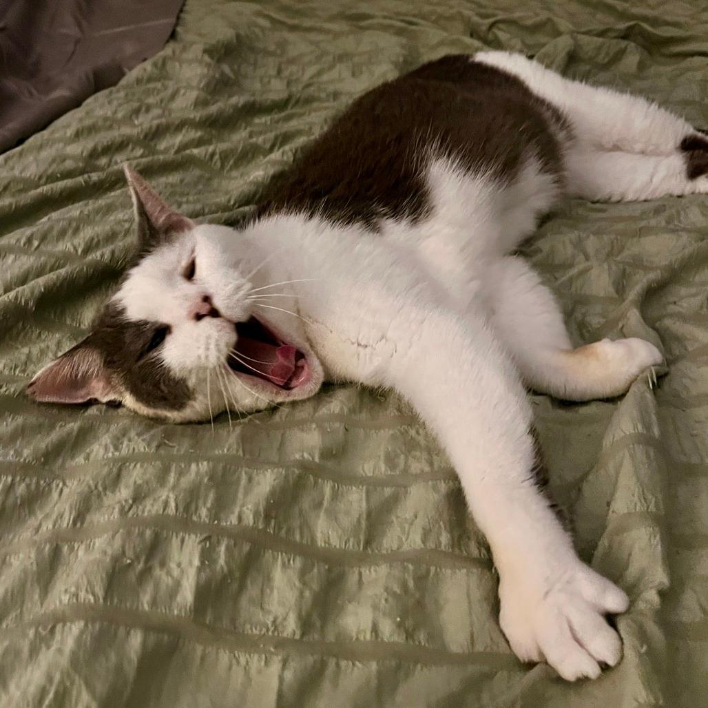 Ada-IN FOSTER
