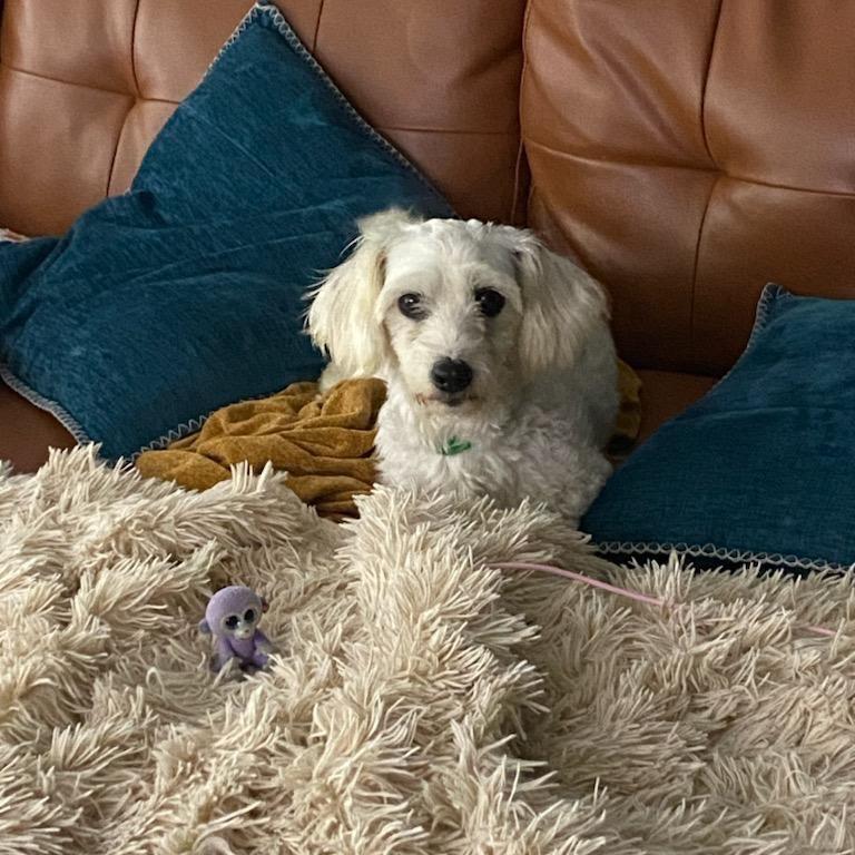 Little Lamb