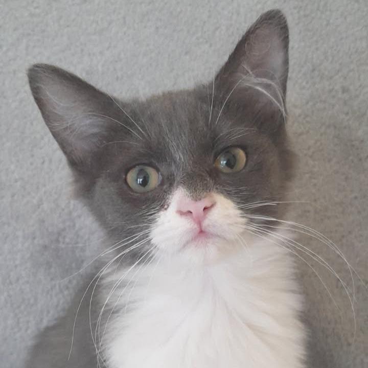 Endora