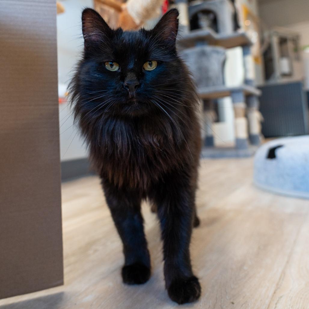 Toothless 