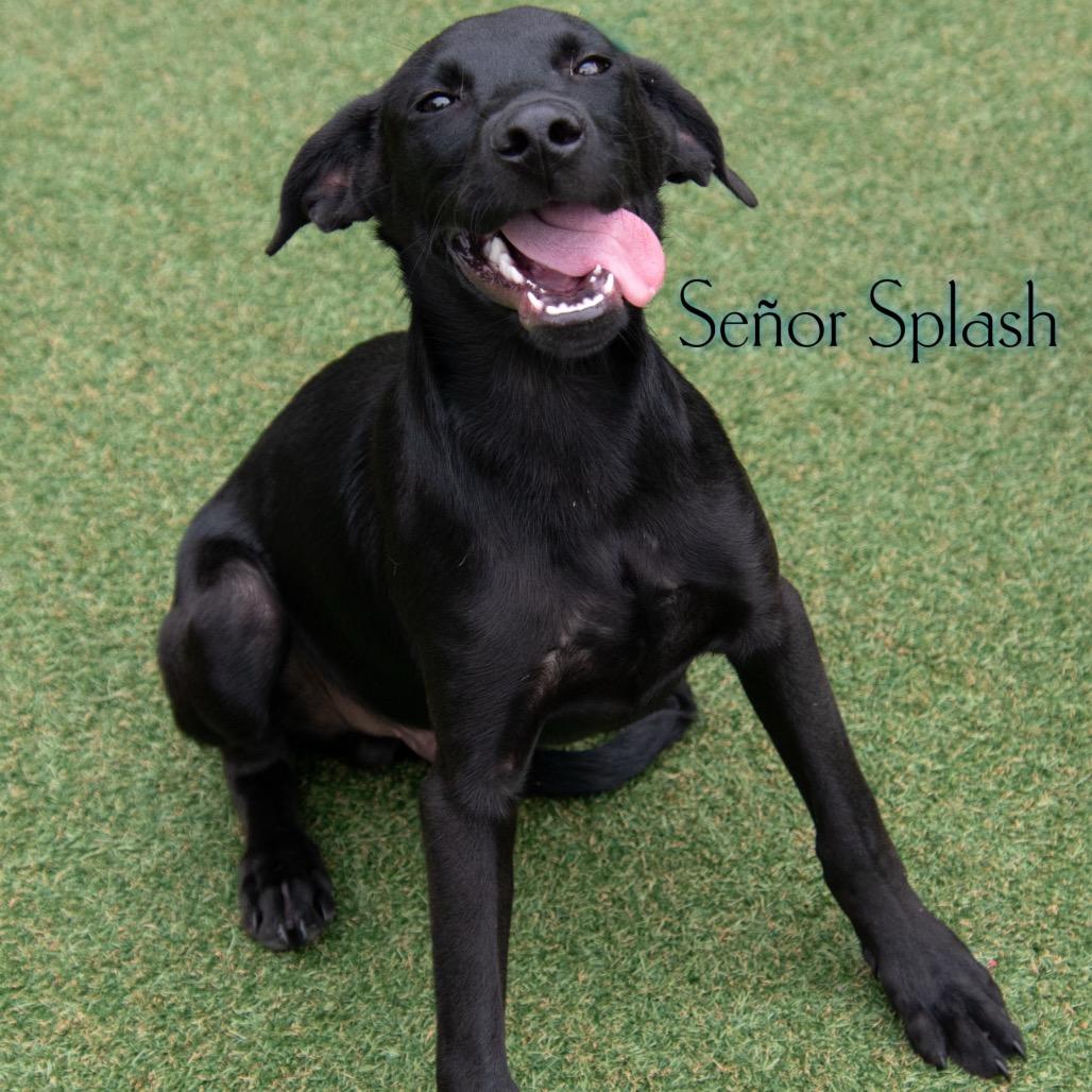 Señor Splash