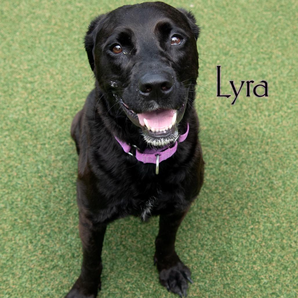 Lyra