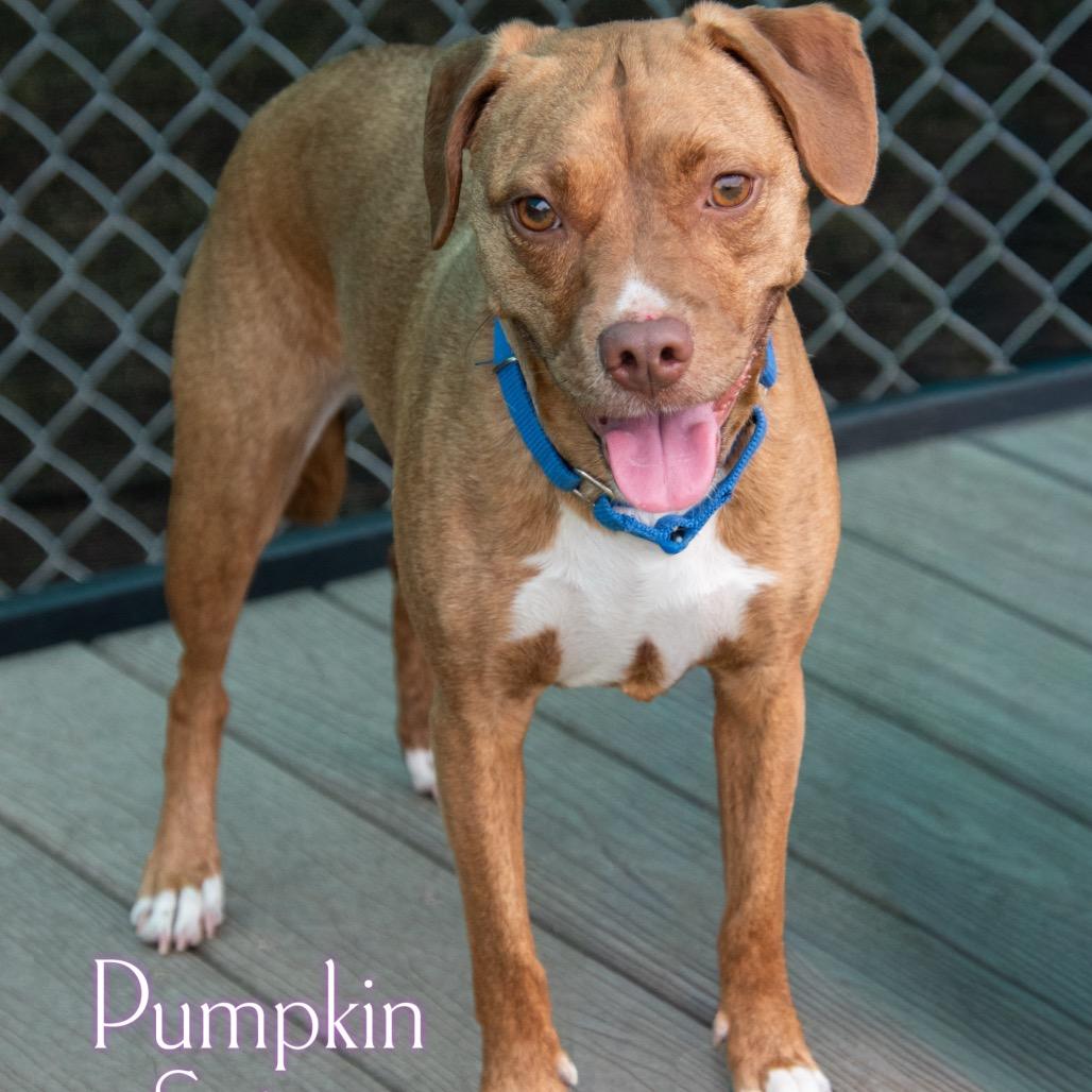 Pumpkin Spice
