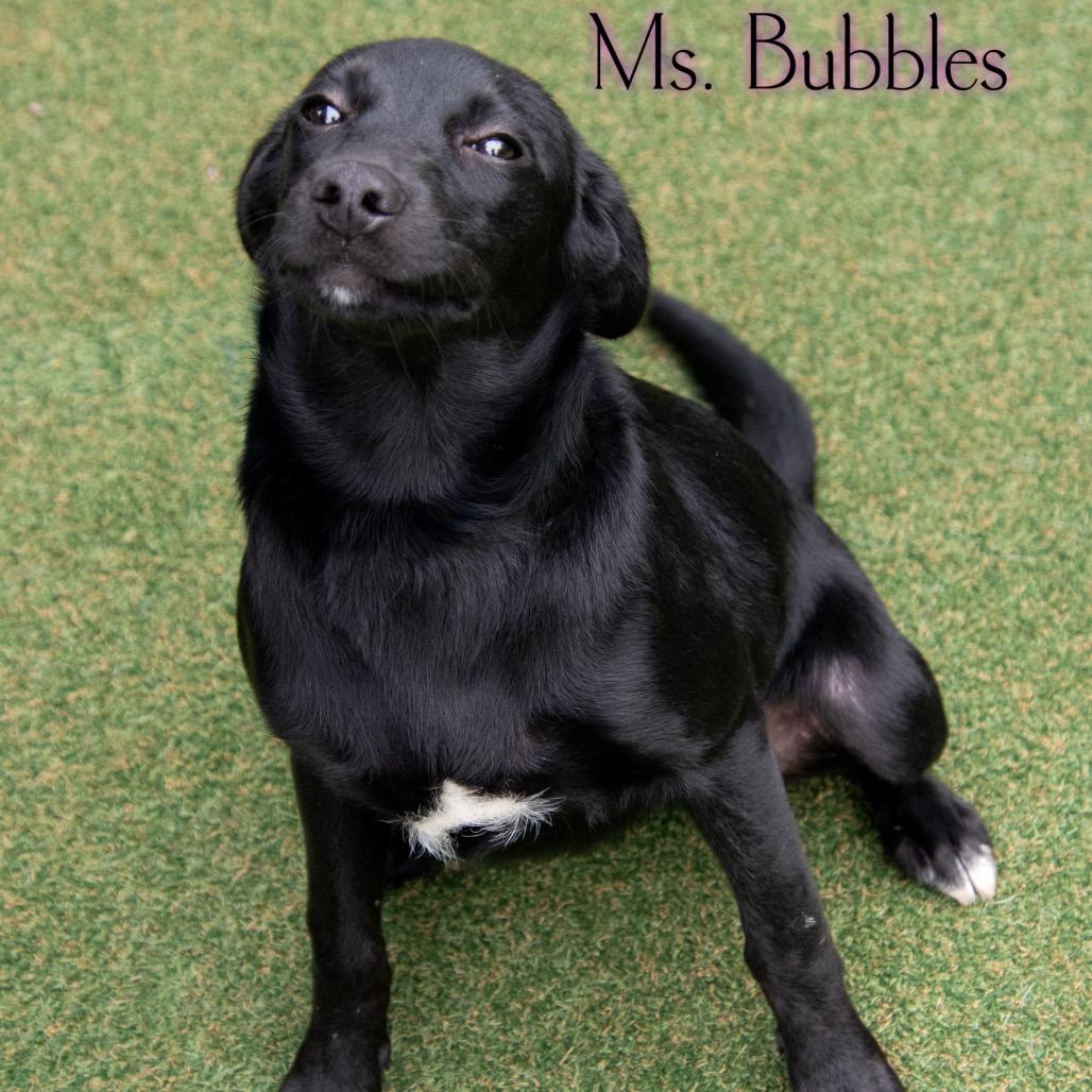 Ms. Bubbles