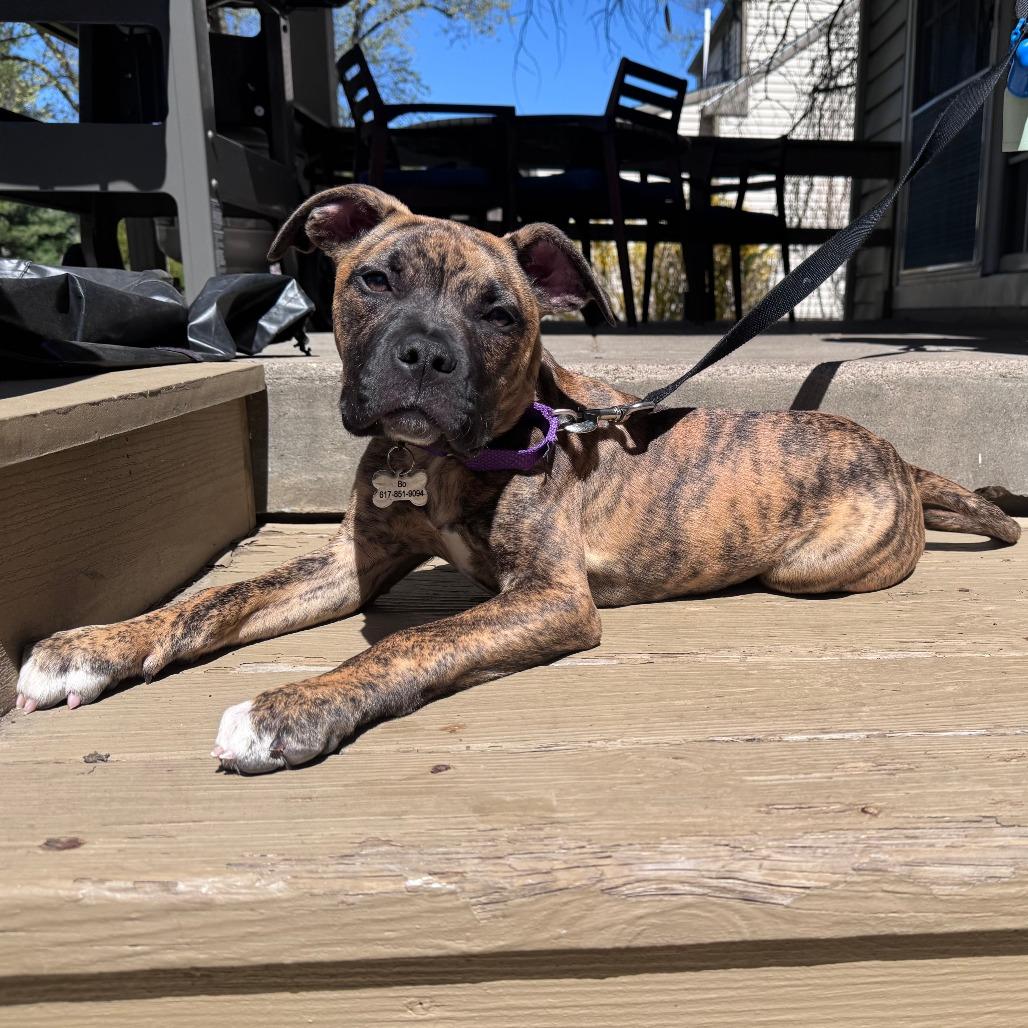 Bo