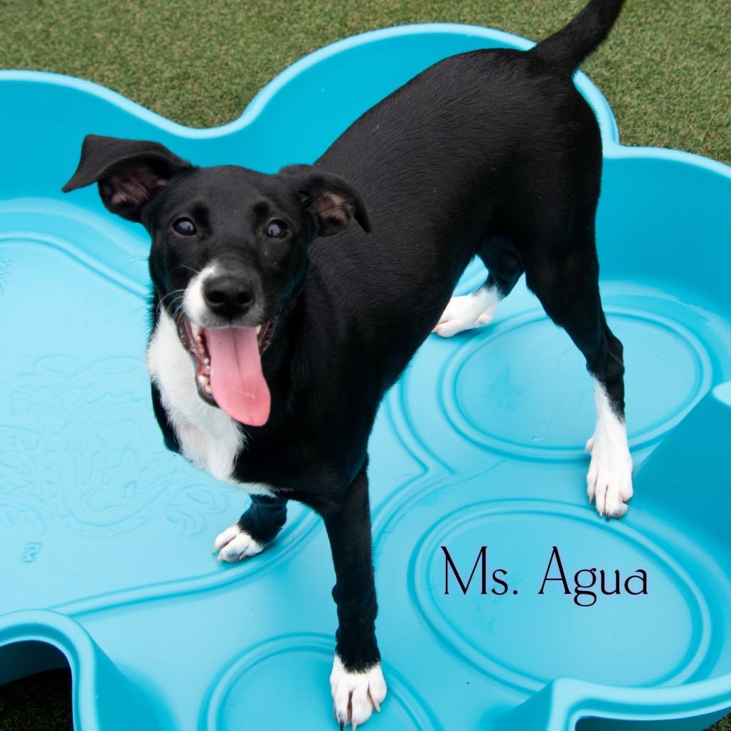 Ms. Agua