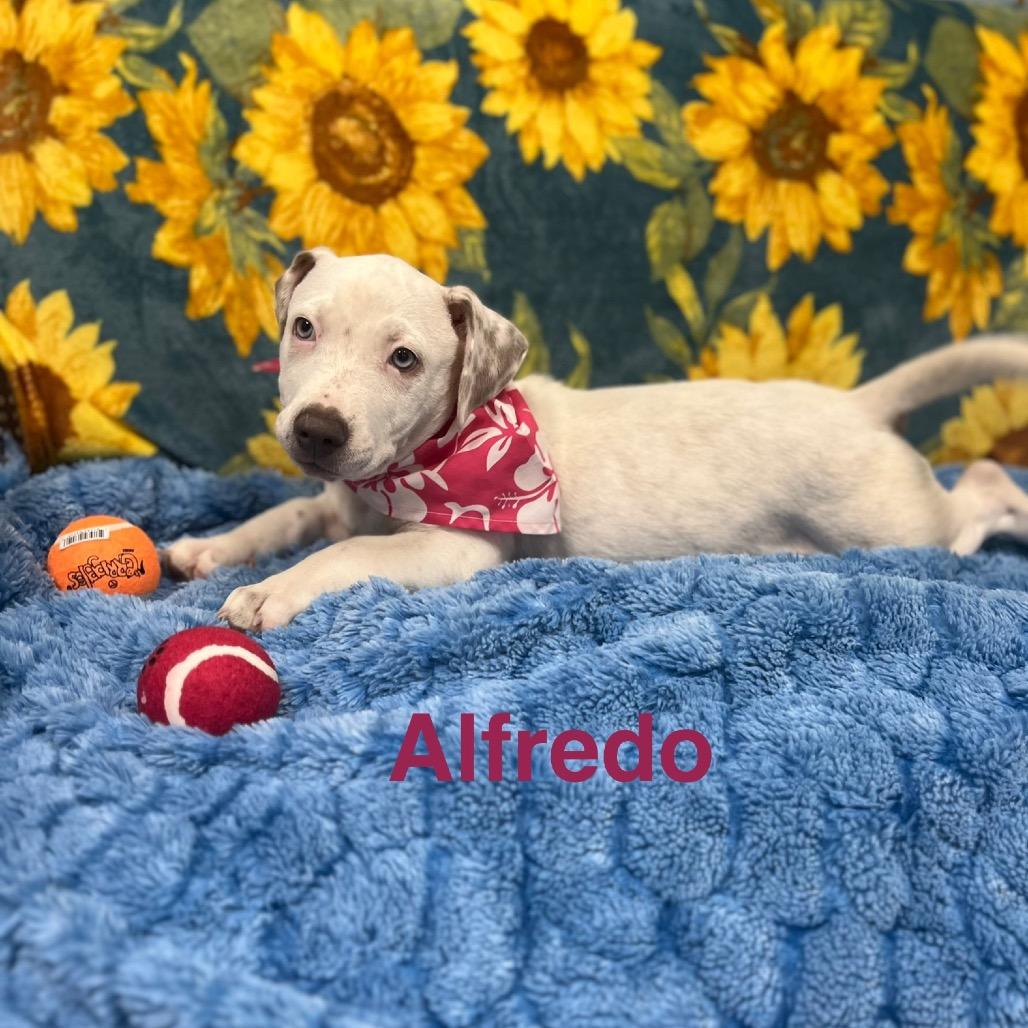 Alfredo