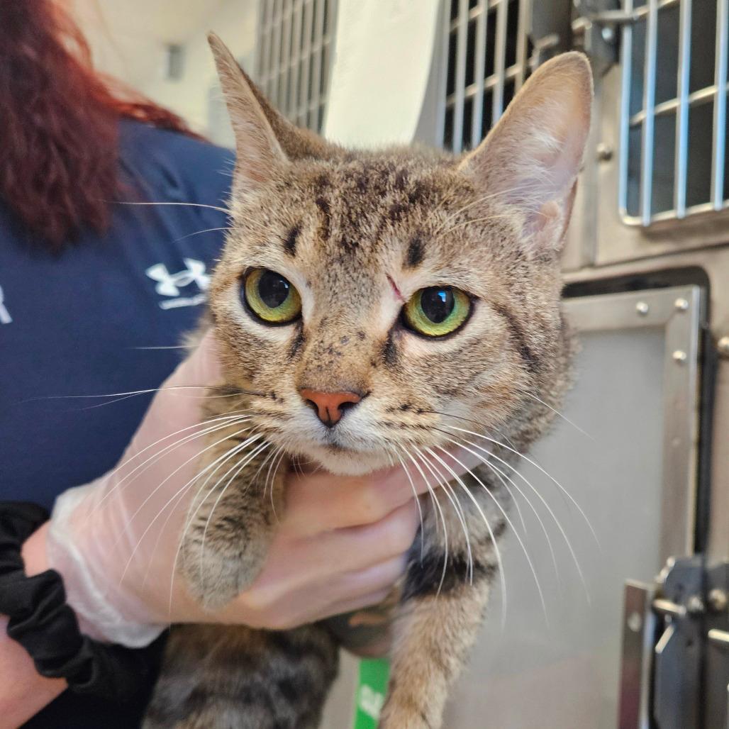Meowlie Cyrus