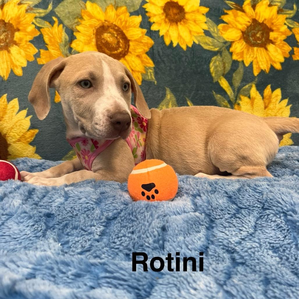 Rotini