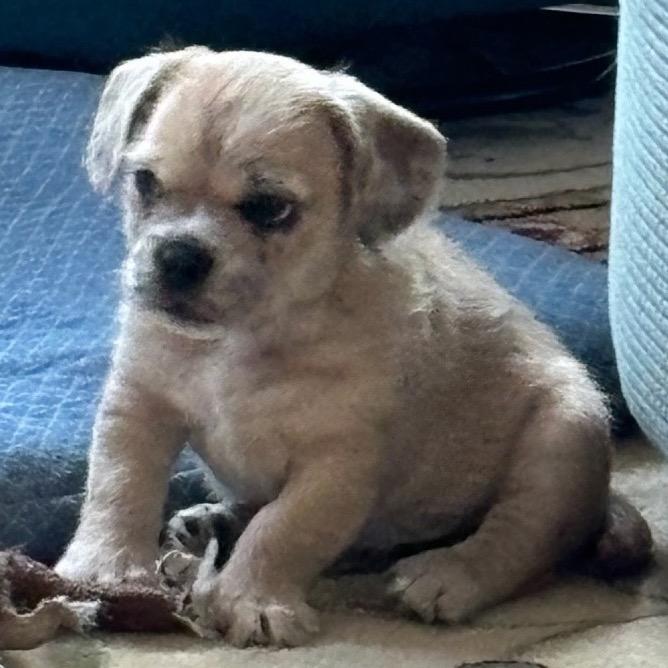 BUSTER