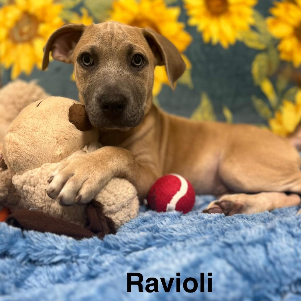 Ravioli