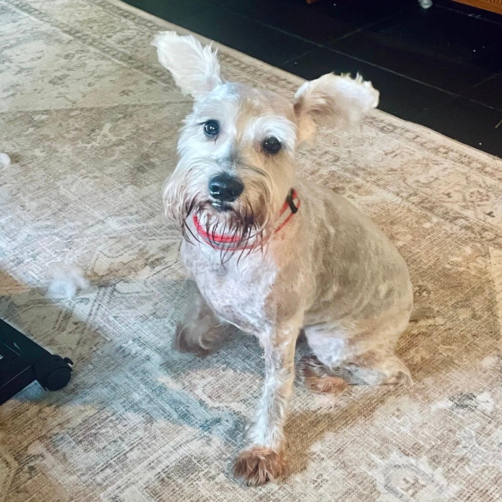 Oatmeal (Benefactor Dog)